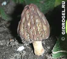 Гриб сморчок - самый весенний из всех грибов - грибы собираем