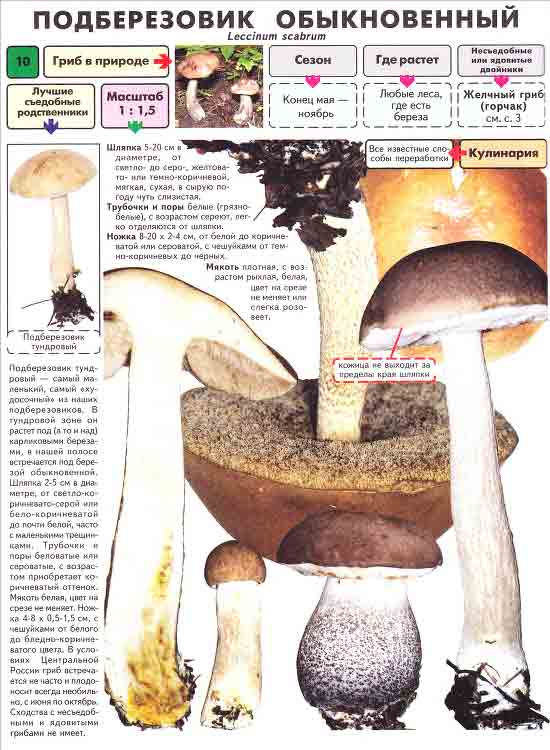 Подберёзовики, или обабки — какие бывают и с чем не спутать? описание, виды, похожие грибы. фото — ботаничка.ru
