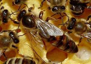 Пчелиная матка — развитие и выведение