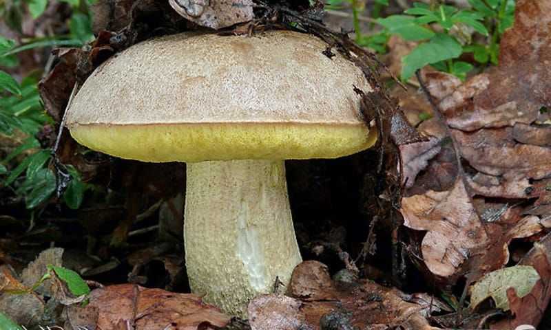 Как выглядит гриб боровик и его описание (+27 фото)
