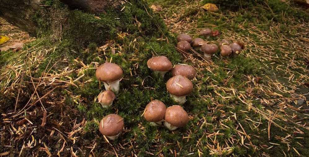 Как быстро после дождя маслята растут. Основные факторы, влияющие на скорость появления грибов. Темпы роста маслят после дождя, влияние погоды.