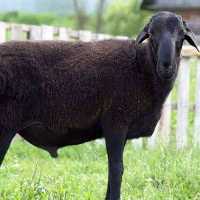 Эдильбаевские овцы - характеристики и секреты ухода особой породы овец (85 фото)