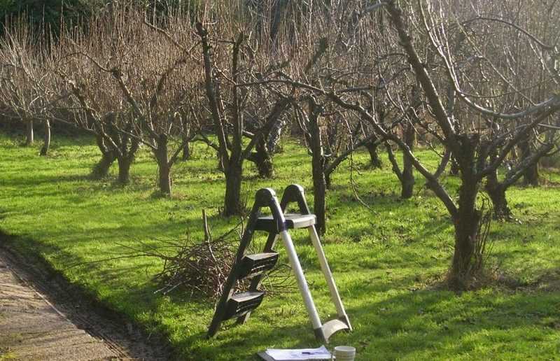 Обрезка яблони осенью в сибири: пошаговое руководство для начинающих