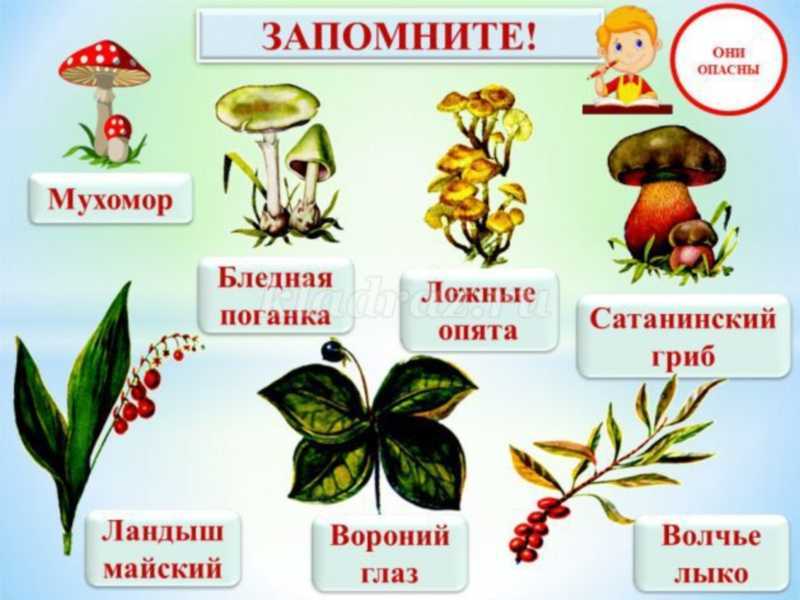 Грибы приморского края в 2020: описание съедобных и ядовитых, фото