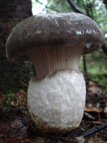Гриб подтопольник (рядовка тополевая) –  фото и описание гриба