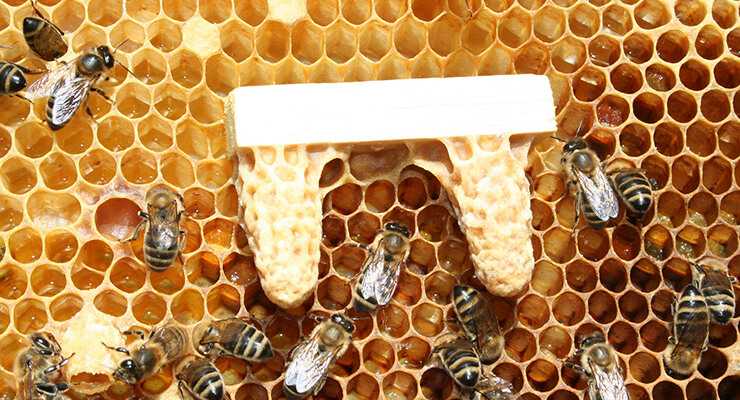 Пчеломатка (королева пчел) виды как выглядит фото размер как появляется облет - скороспел