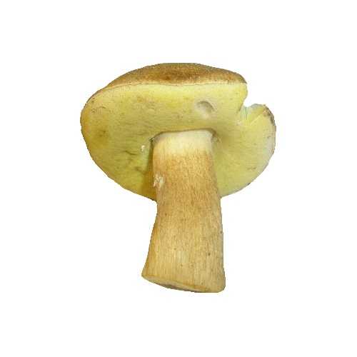Уникальный и неповторимый желтый боровик – гриб королевских кровей