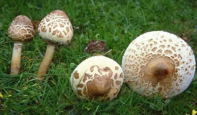 Гриб зонтик пестрый: описание. Где растет распространенный вид, чем отличается от ядовитых грибов. Способы употребления пестрого зонтика.