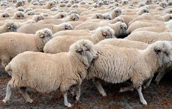 Куйбышевская порода овец описание вида