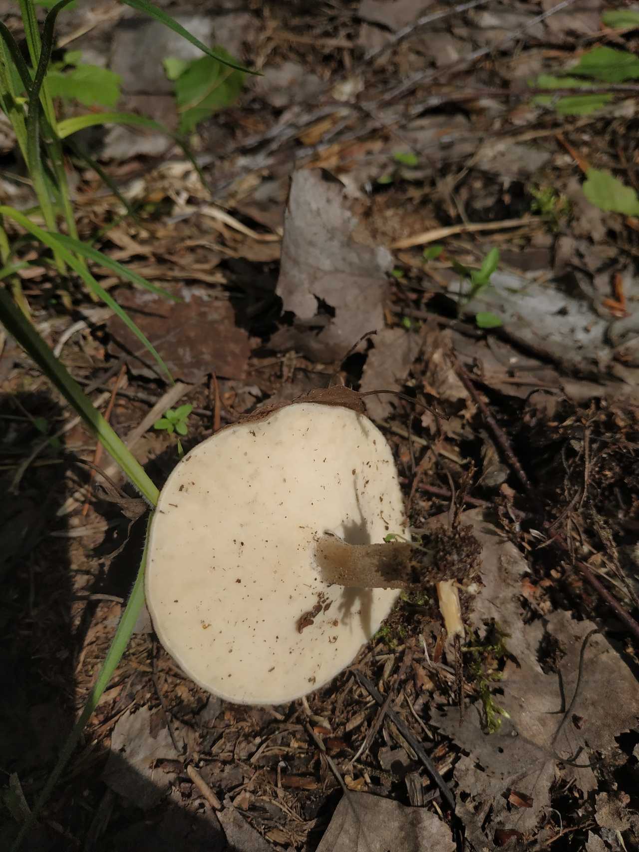 Трутовик окаймленный или древесная губка: фото гриба