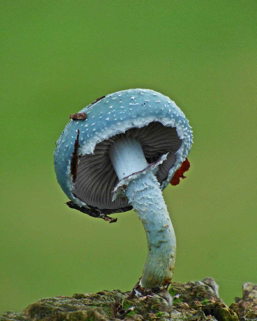 Строфария сине-зеленая: описание, места произрастания и употребление гриба