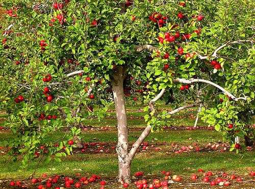 Колоновидная яблоня посадка и уход в сибири - сад и огород