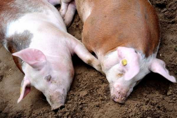 Классическая чума свиней - вики