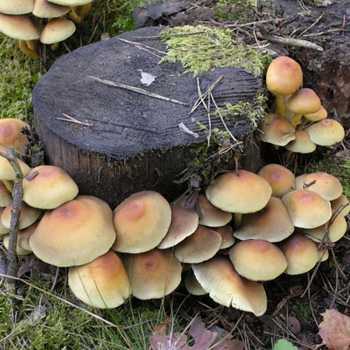 Как выглядят грибы дорожки и их описание (+24 фото)