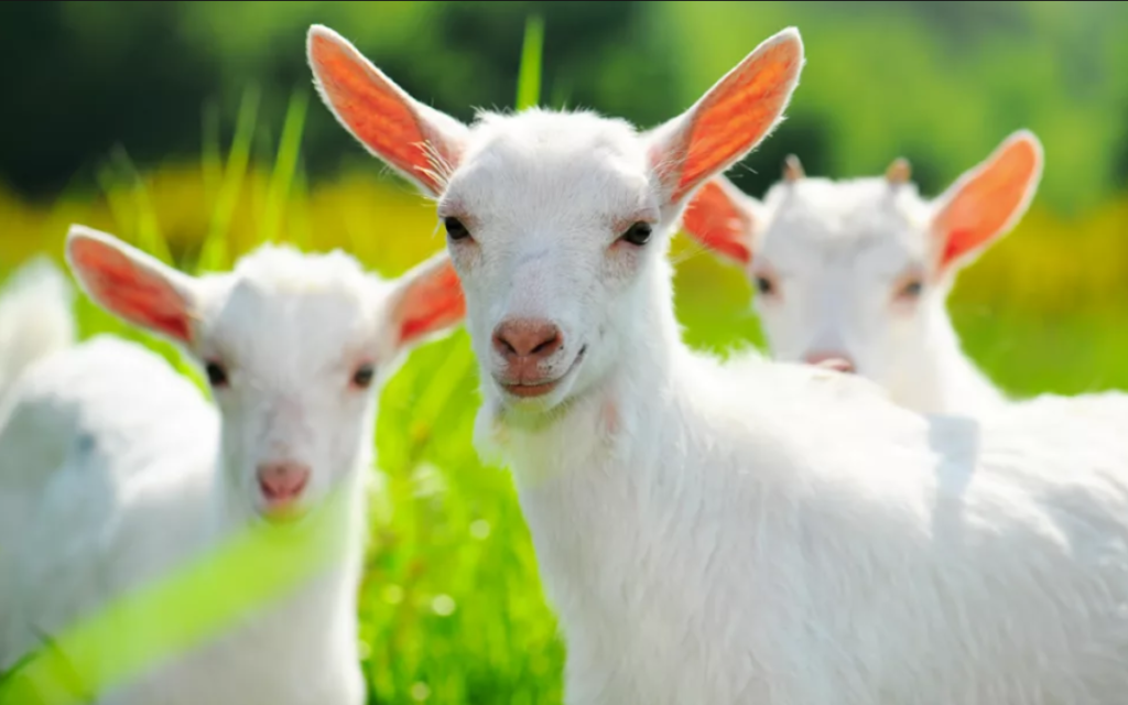 Ангорская коза – лучшая шерстная порода