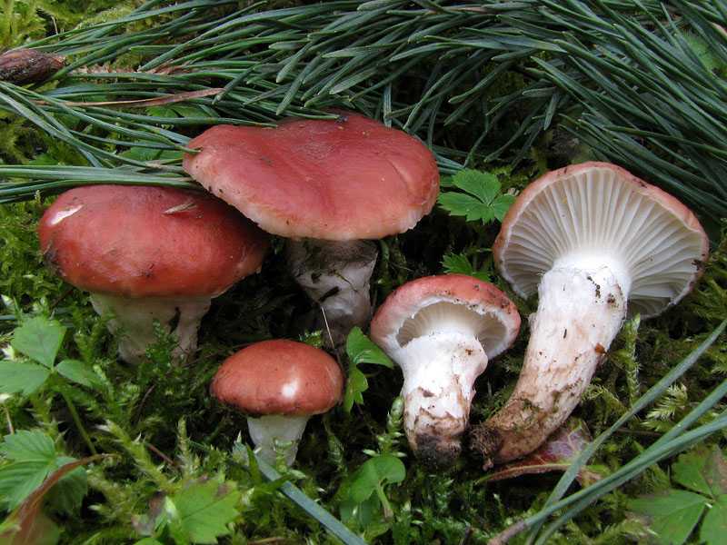 Мокруха сосновая (пурпуровая): описание, рецепты. фото гриба