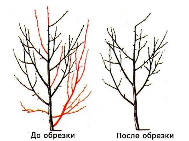 Туи (36 фото): как выращивать дерево? особенности ухода за декоративным растением. как развести тую на урале? как выглядит покрытосеменная туя?