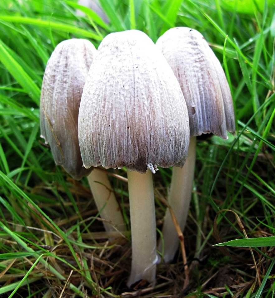 Навозник обыкновенный (coprinopsis cinerea) – грибы сибири