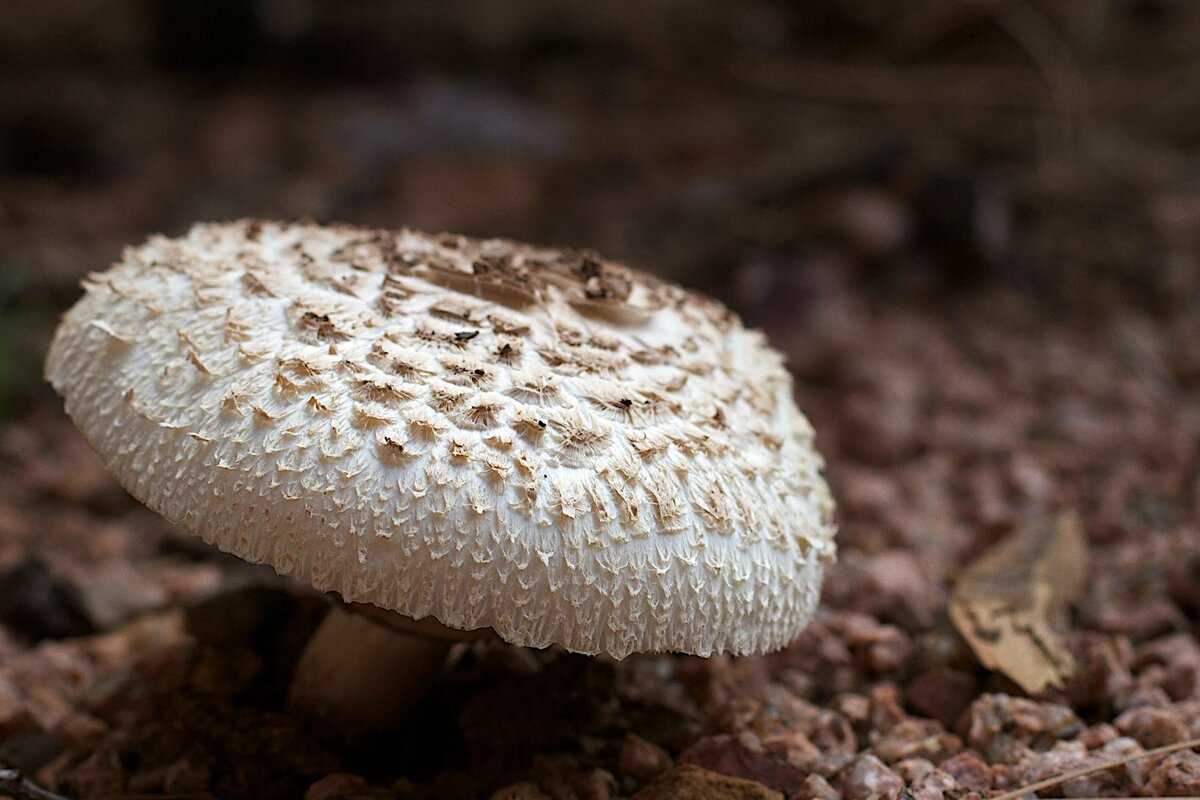 Белые грибы в подмосковье
