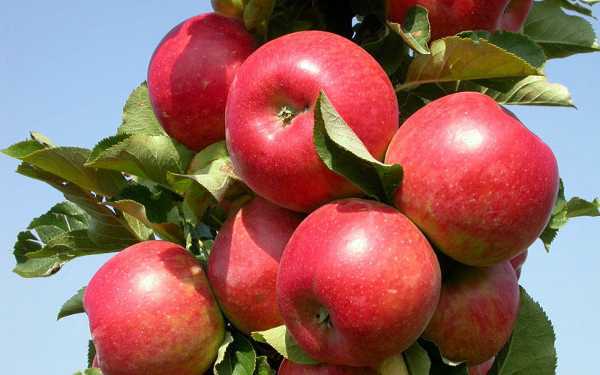 Лучшие летние сорта яблонь, в том числе колоновидные: фото, названия, описание сладких плодов и особенности ухода
