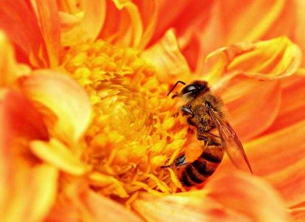 Пчелы-убийцы: как неудачный эксперимент привел к смерти сотен человек | 42.tut.by