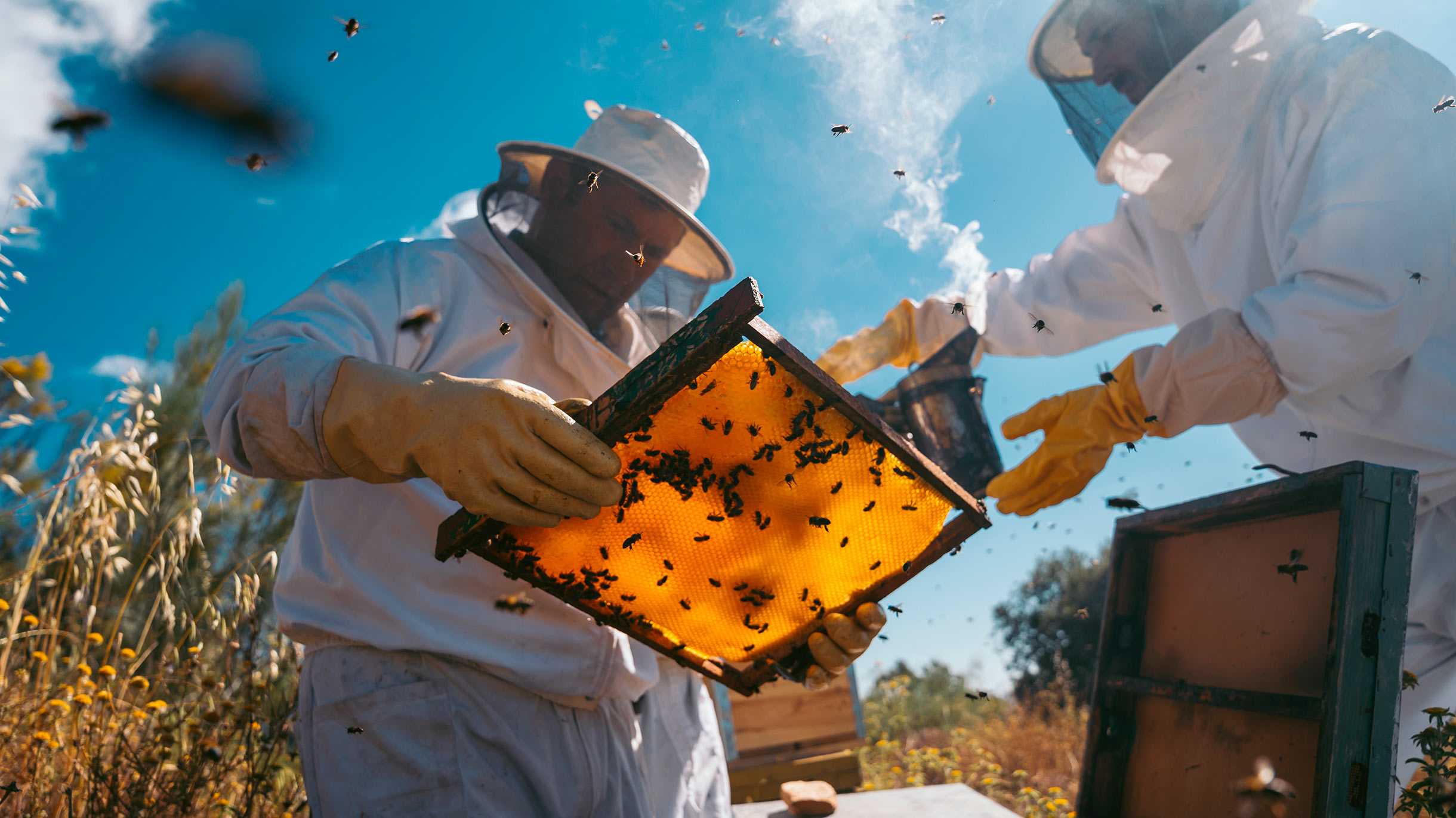 Наиболее популярные среди пчеловодов улья: их особенности, плюсы и минусы