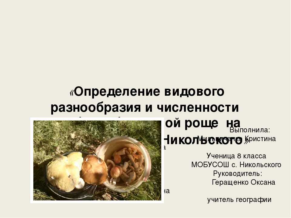 Гриб боровик (белый): почему так называется, как выглядит ложный, описание съедобного, боровичок дубовый, фото, видео