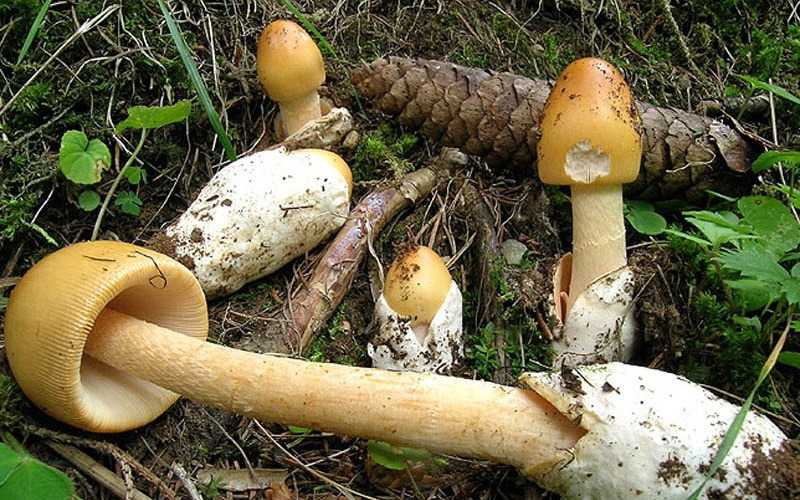 Грибы толкачики – вкусные братья мухоморов - грибы собираем
