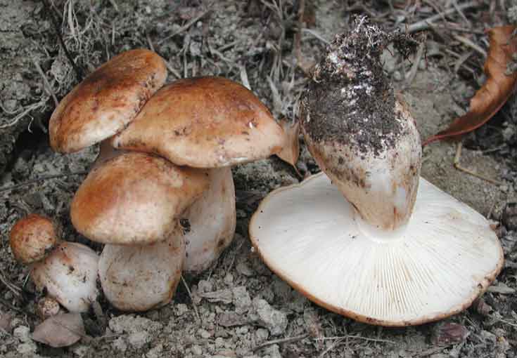 В чем особенность гриба рядовка надломленная?