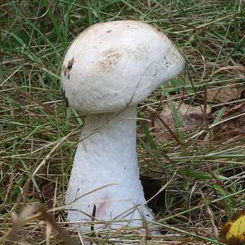 Гриб дождевик - описание, виды, особенности, кулинарная ценность необычного гриба.