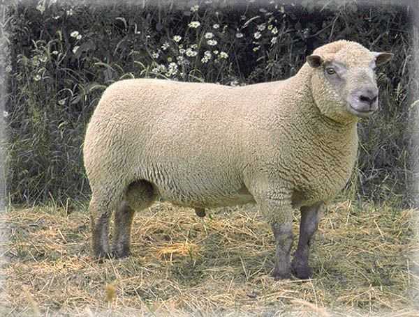 Мясные породы овец и баранов: основные представители, выбор