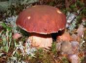Рядовка рыжая: описание и характеристика грибов, съедобность, где растет, фото. Правила сбора и приготовления. Существующие двойники и их отличия.