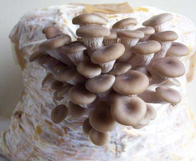 Выращивание грибов у себя в подвале