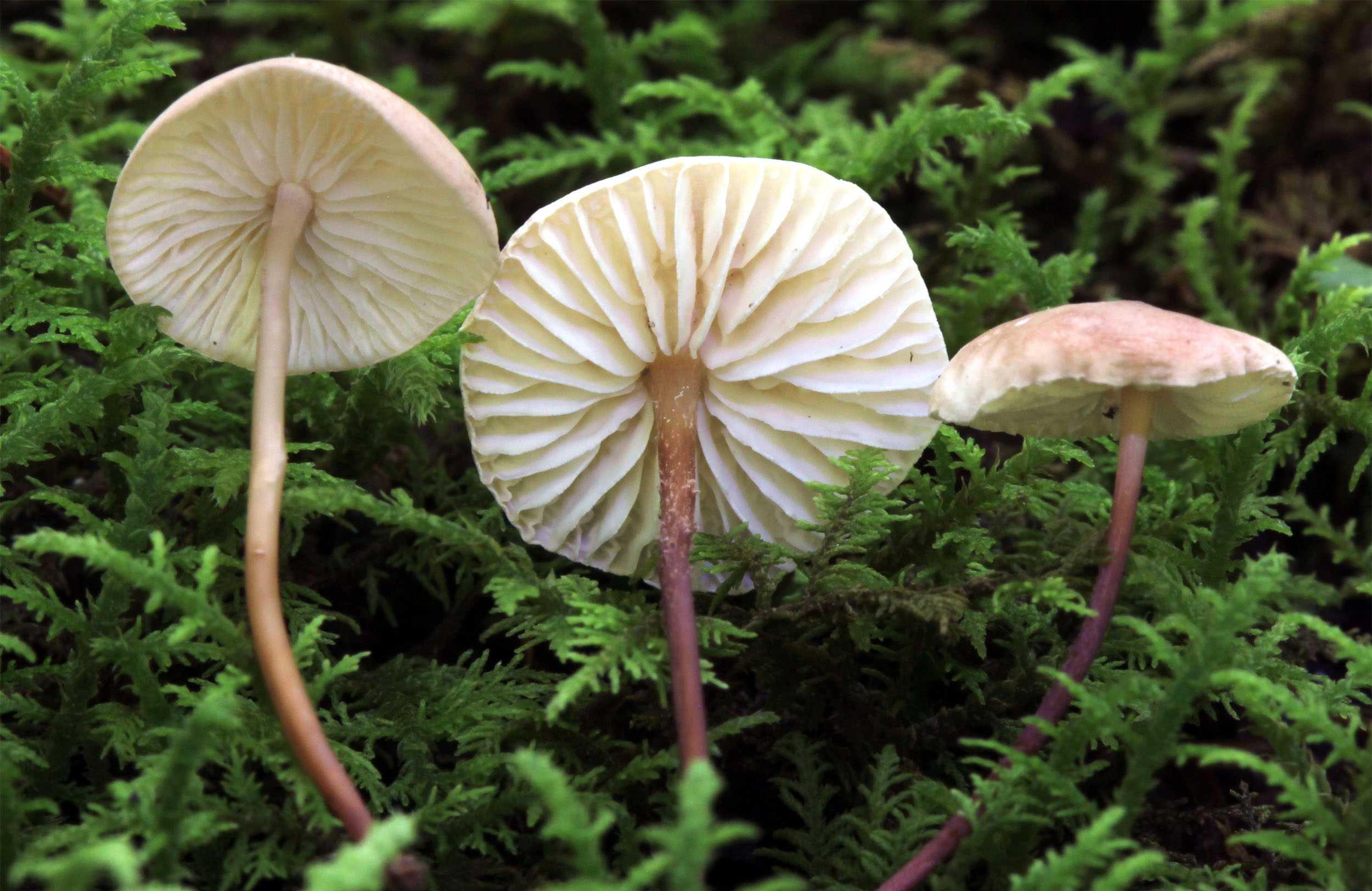 Неолентинус мелкочешуйчатый (neolentinus lepideus) – грибы сибири