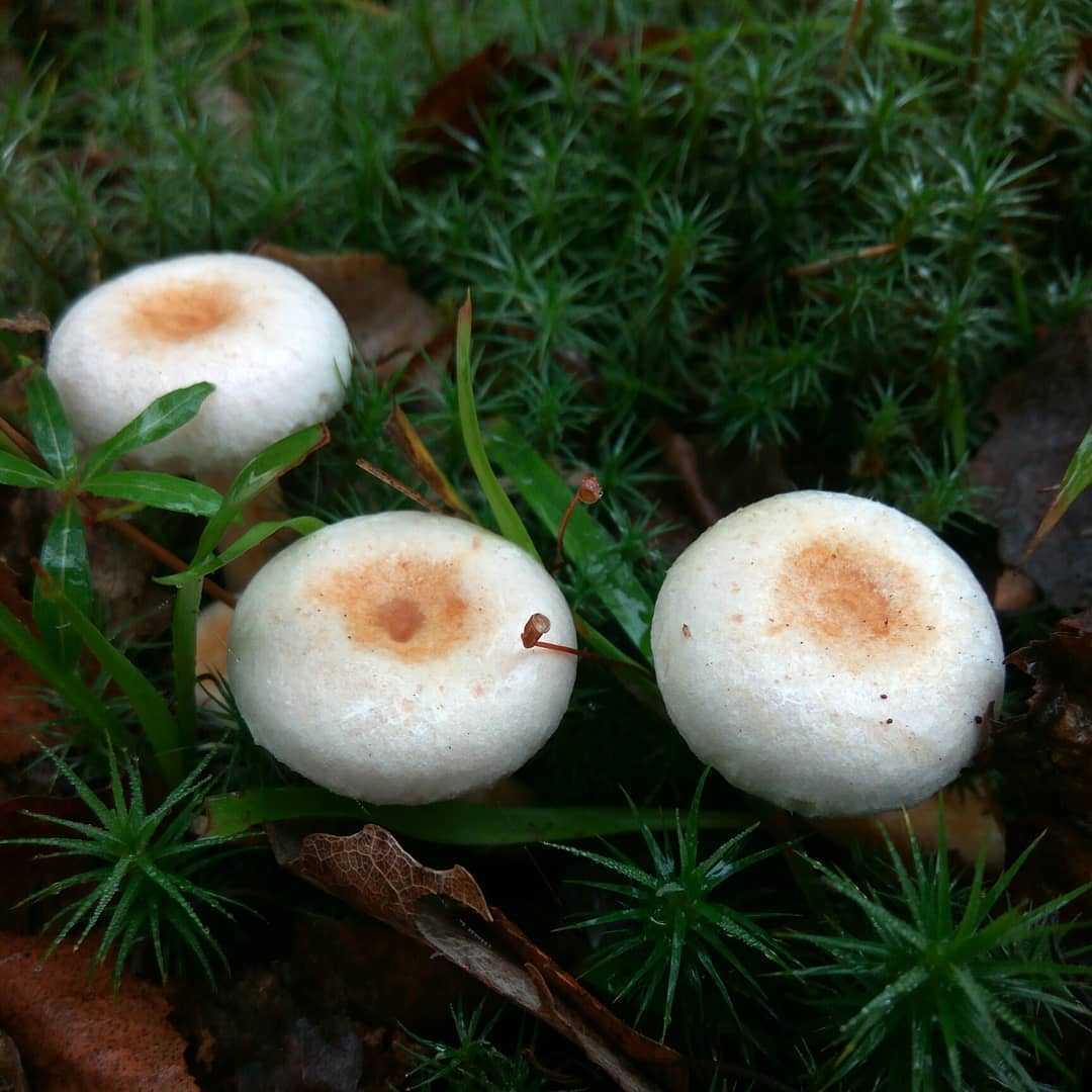 Волнушки грибы фото и описание съедобных и ложных видов, как готовить на зиму
