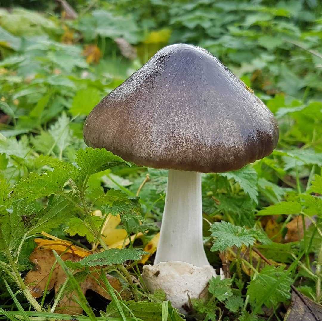 Вольвариелла шелковистая: описание пластинчатого гриба