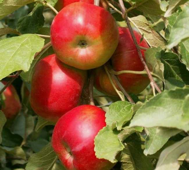 Яблоня россошанское: полосатое, вкусное, весеннее, багряное и другие разновидности сорта