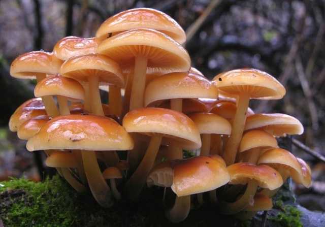 Как предотвратить отравление галериной окаймленной? учимся распознавать ядовитый гриб