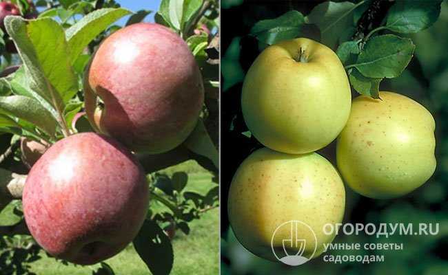 Яблоня старкримсон, полное описание сорта и фото