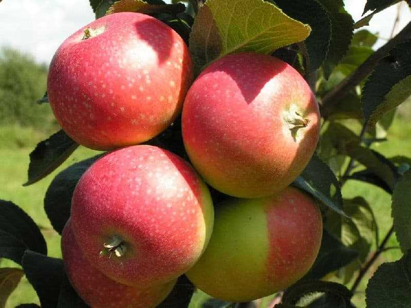 Яблоня подарок садоводам - описание сорта, фото, отзывы - журнал "совхозик"