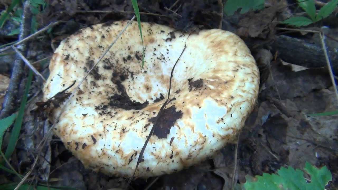 Груздь дубовый - описание, где растет, ядовитость гриба