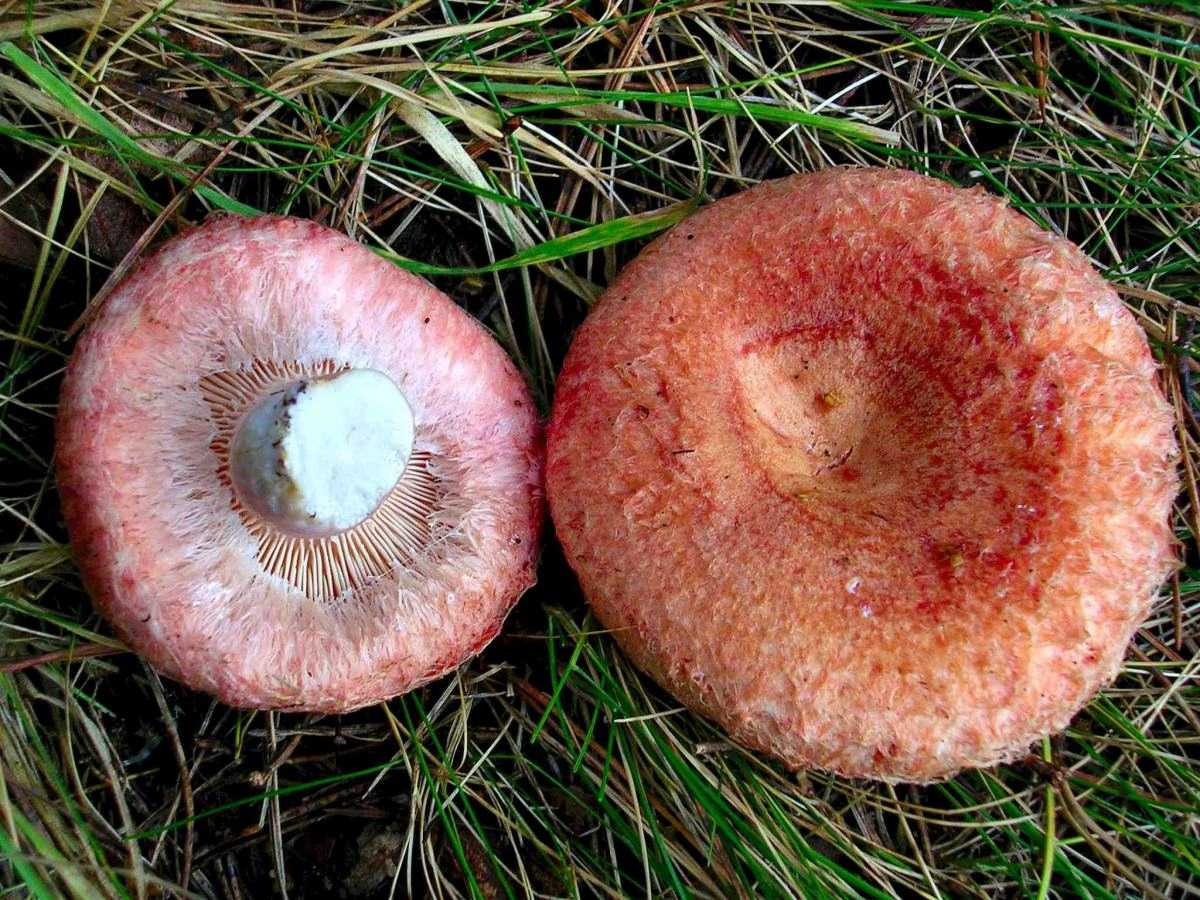 Грибы волнушки — фото и описание. как отличить ложные волнушки от настоящих. розовые и белые волнушки: внешний вид и способы приготовления грибов
