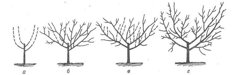 Формирование кроны груши: схема,молодое дерево, правила