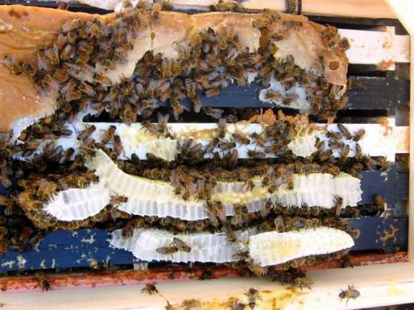 Подкормка пчел осенью сахарным сиропом: цели и задачи подкормки. Какой сироп давать пчелам, как его приготовить. Способы кормления, сроки. Наблюдение за пчелами после подкормки.