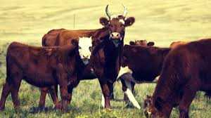 Калмыцкая порода коров: особенности содержания, кормление, разведение