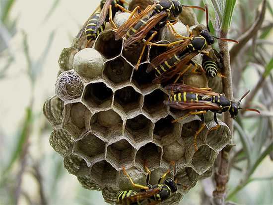 Ловушка для ос как избавиться как защитить пчел
