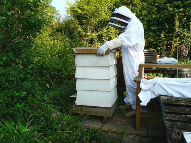 Пчеловодство как бизнес: выгодно ли заниматься пчелобизнесом, какая рентабельность, держать пасеку или нет