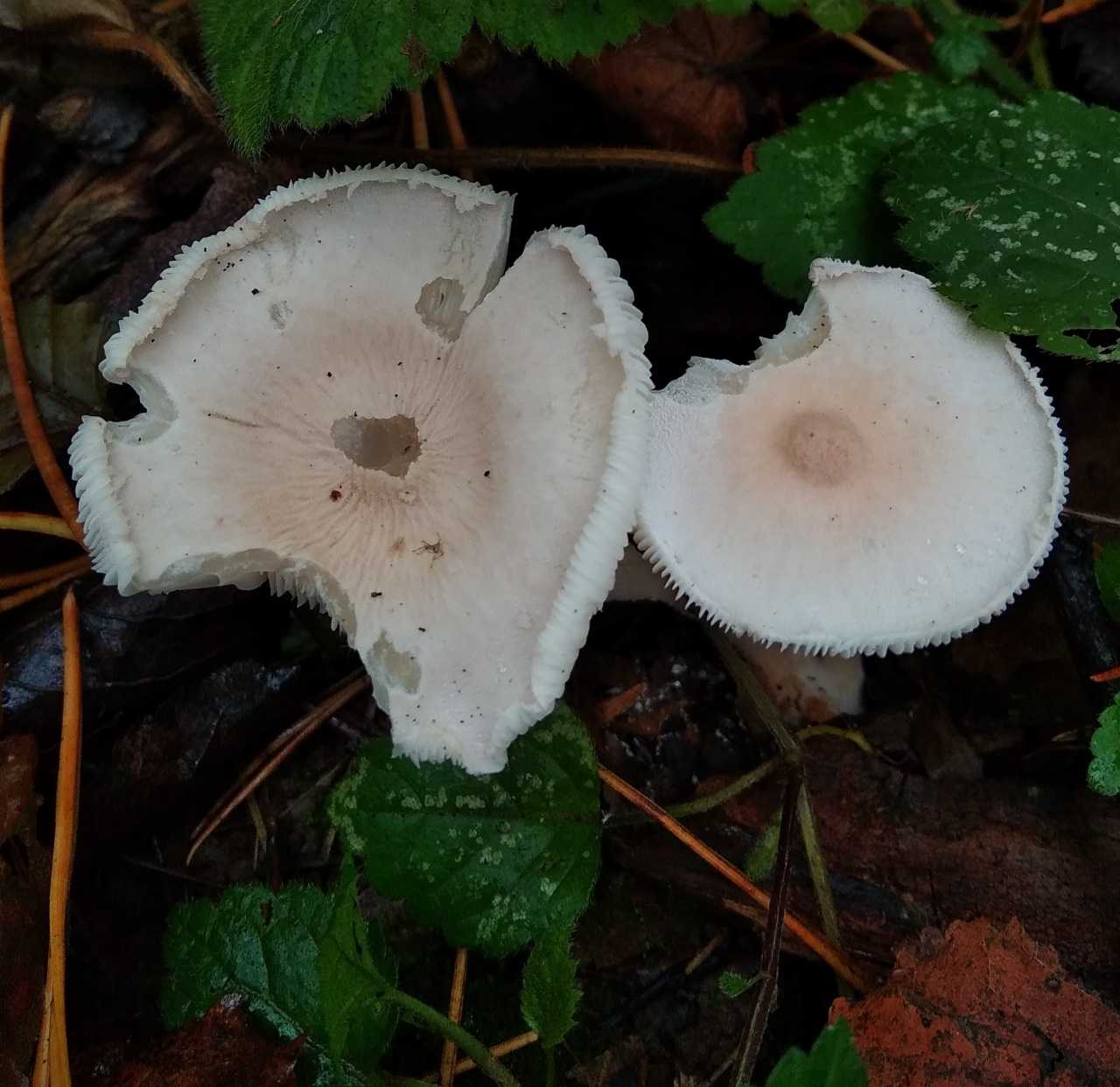 Цистолепиота полуголая (cystolepiota seminuda) –  грибы сибири