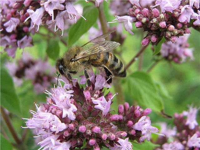 Медоносы высеваемые специально для пчел: травы, цветы, деревья