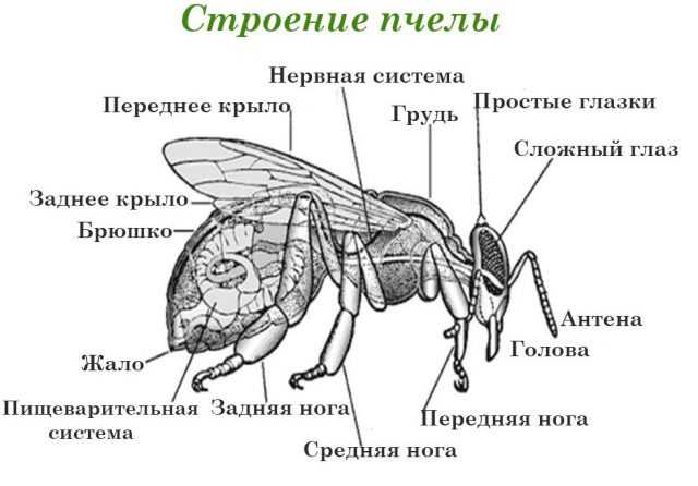 Все о медоносной пчеле: виды, строение, биология (фото)